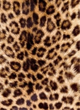 Guest_leah244212