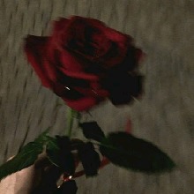 Guest_Rose510891