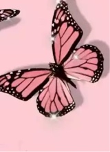 Guest_nikcole5