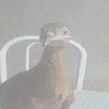 Guest_MoissNunes2