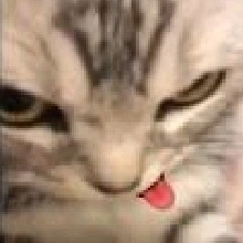 Guest_icelightsalmonpi6a79