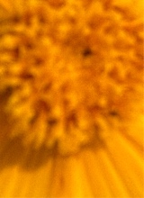 Guest_expensivewheatc326