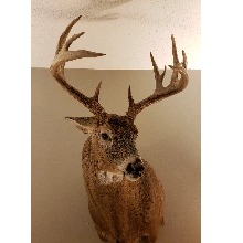 Buck007971