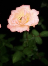 Guest_kels606175