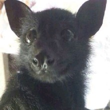 foto del avatar