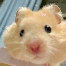 Guest_michisitap