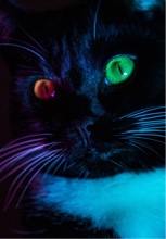 Panter69