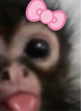 Guest_rosedeepfuchsiaaeda