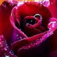 Guest_curatorapplegree5a74