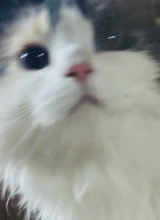 Guest_Mollymiumiu