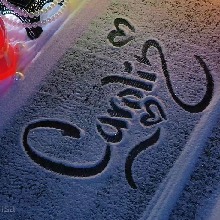Guest_Carolina377051