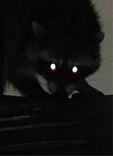 Guest_DevilishPuppy03
