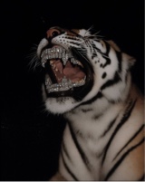 immagine avatar