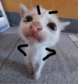 Guest_SUVYox
