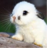 Guest_FluffyBunny2