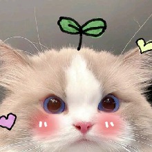 Aineko