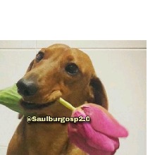 Guest_Isabela3311
