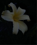 Guest_heluvsstar2
