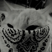 صورة الـavatar