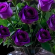 Guest_Pam865334