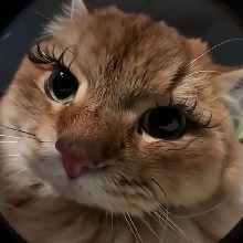 Guest_Soberbia