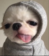 Guest_wafflepawz