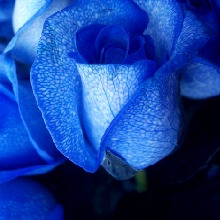 Guest_Azul285129