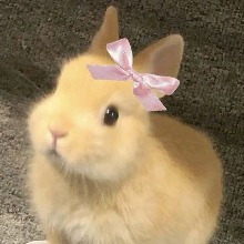 Guest_sadbunny
