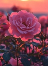 amourQueenParis