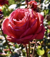 Guest_violetsky27