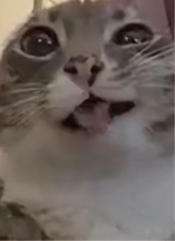 Humbee