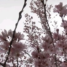 Guest_akaneyun