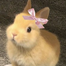 Guest_Gigibear2