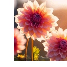 Guest_Zaza196754