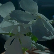 Guest_Kamilly879281