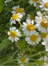 Guest_karina184728