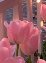 Guest_Serena164960