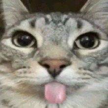Jujubaxx2