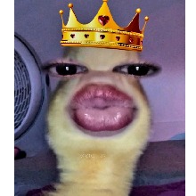 Guest_Daiana38