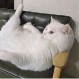 Guest_Shaniatemporary