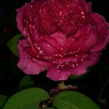 Guest_Agnes708380