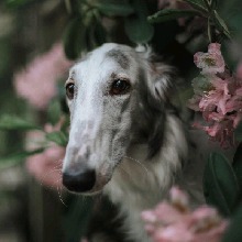 Guest_Borzoifan22