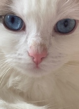 Arlo100