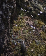 Guest_altairperidot7d9a