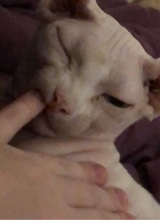 lbux