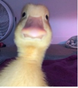 Guest_BadGyolKeke