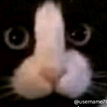 Guest_KittAlways