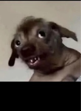 childishlyshay
