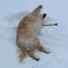 Guest_lonelydog