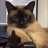 Guest_AnaLps